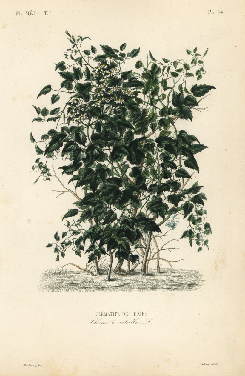Wilde bosrank, Clematis vitalba door Unbekannt