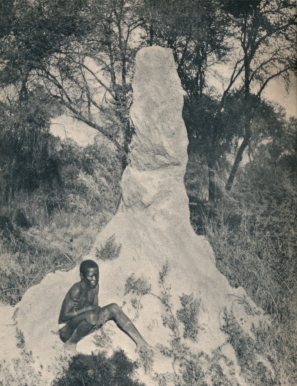 Een van de gigantische mierenhopen die kenmerkend zijn voor sommige districten van Zuid-Afrika, c1900 door Unbekannt