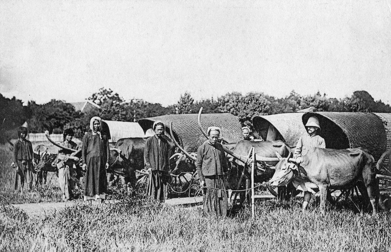 Ossenwagens, Cochin China, Vietnam, 20e eeuw door Unbekannt