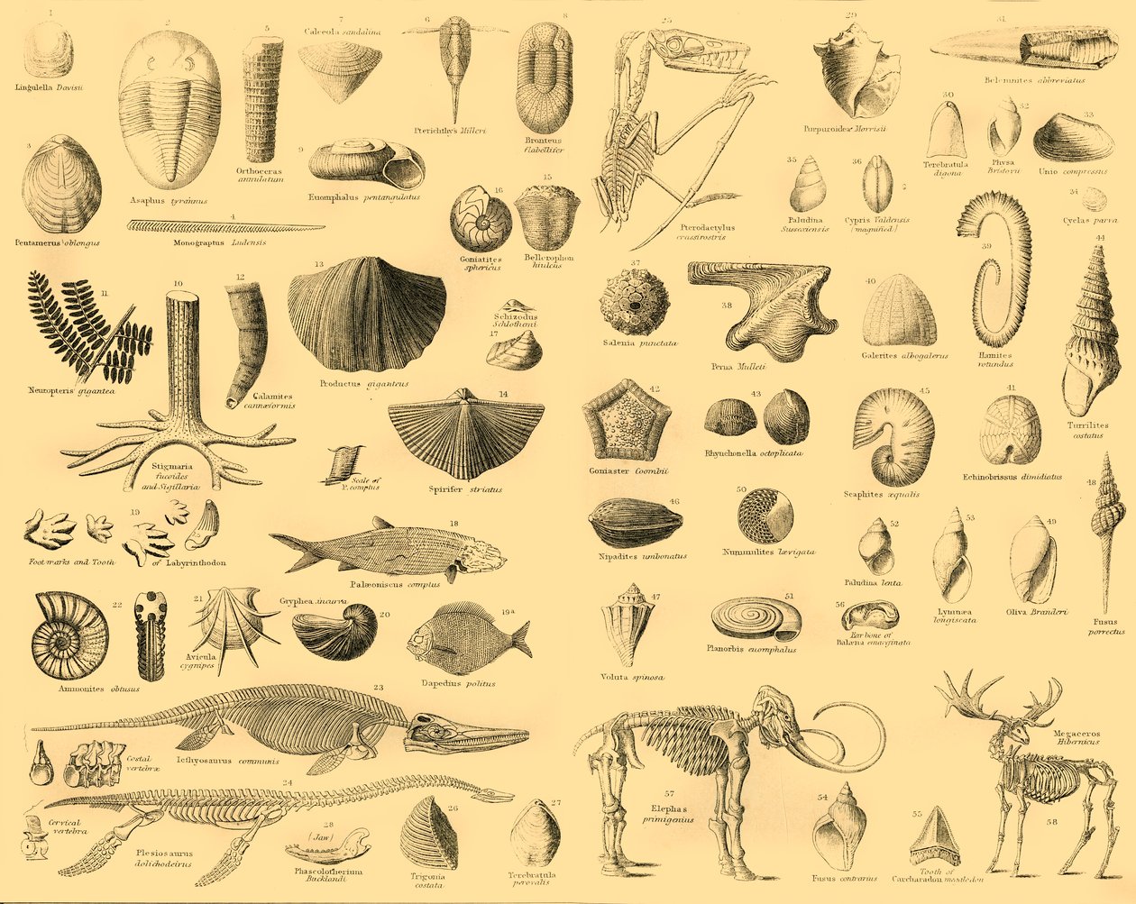Paleontologie, ca. 1910 door Unbekannt