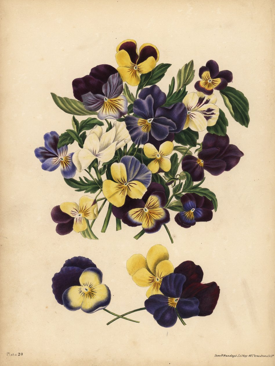 Viooltjes, Pensees, of Driekleurig viooltje, Viola tricolor, Gedachten: Je houdt mijn gedachten bezig of Pensez a Moi door Unbekannt