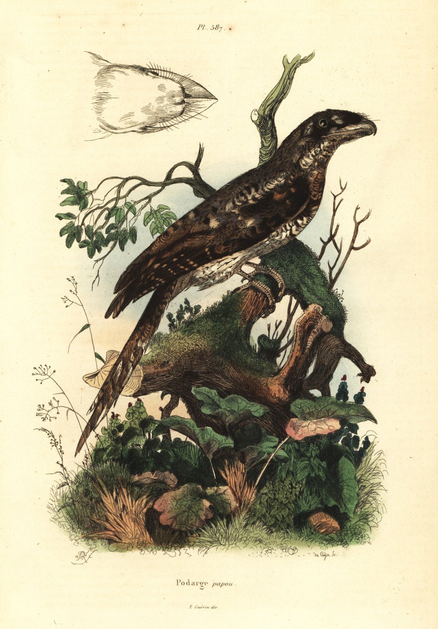 Papoea kikkerbek, Podargus papuensis Podarge papou door Unbekannt