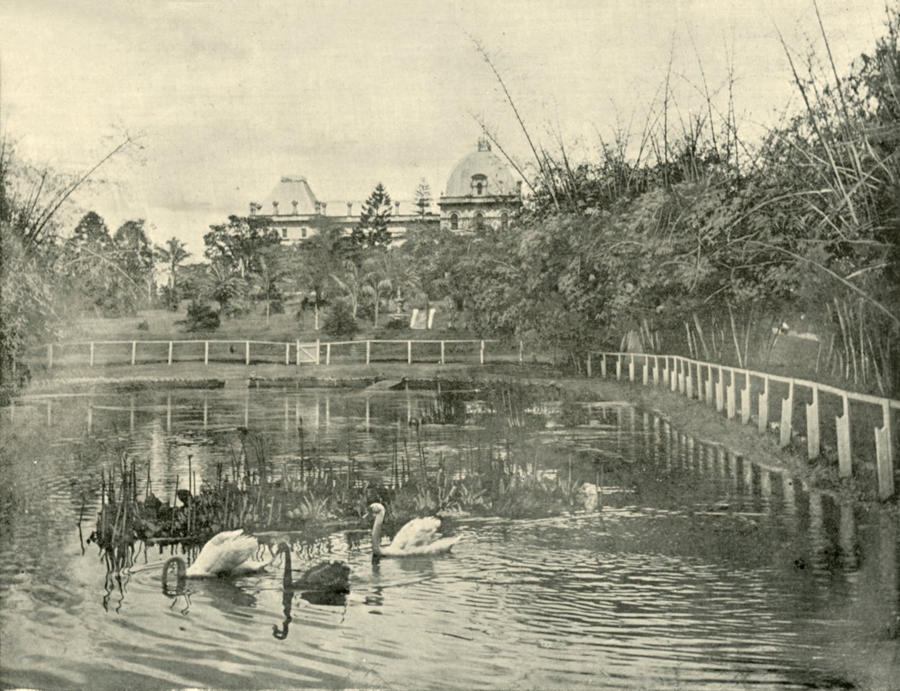 Papyrusvijver, Brisbane Botanische Tuinen, 1901 door Unbekannt