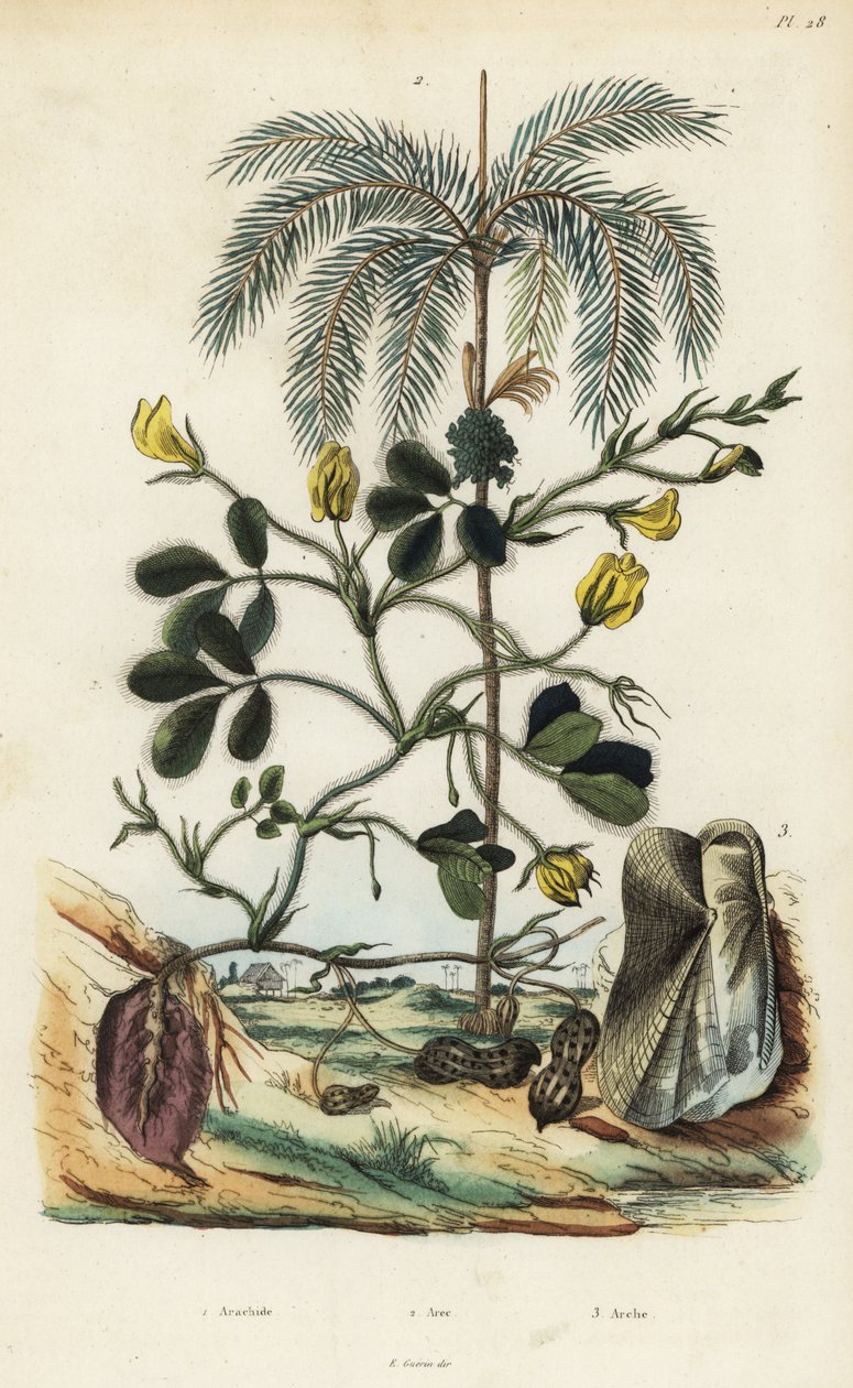 Pinda of aardnootplant, Arachis hypogaea 1, arecanootpalm, Areca catechu 2, en tweekleppige weekdier Arca semi-torta, Trisidos semitorta 3 door Unbekannt