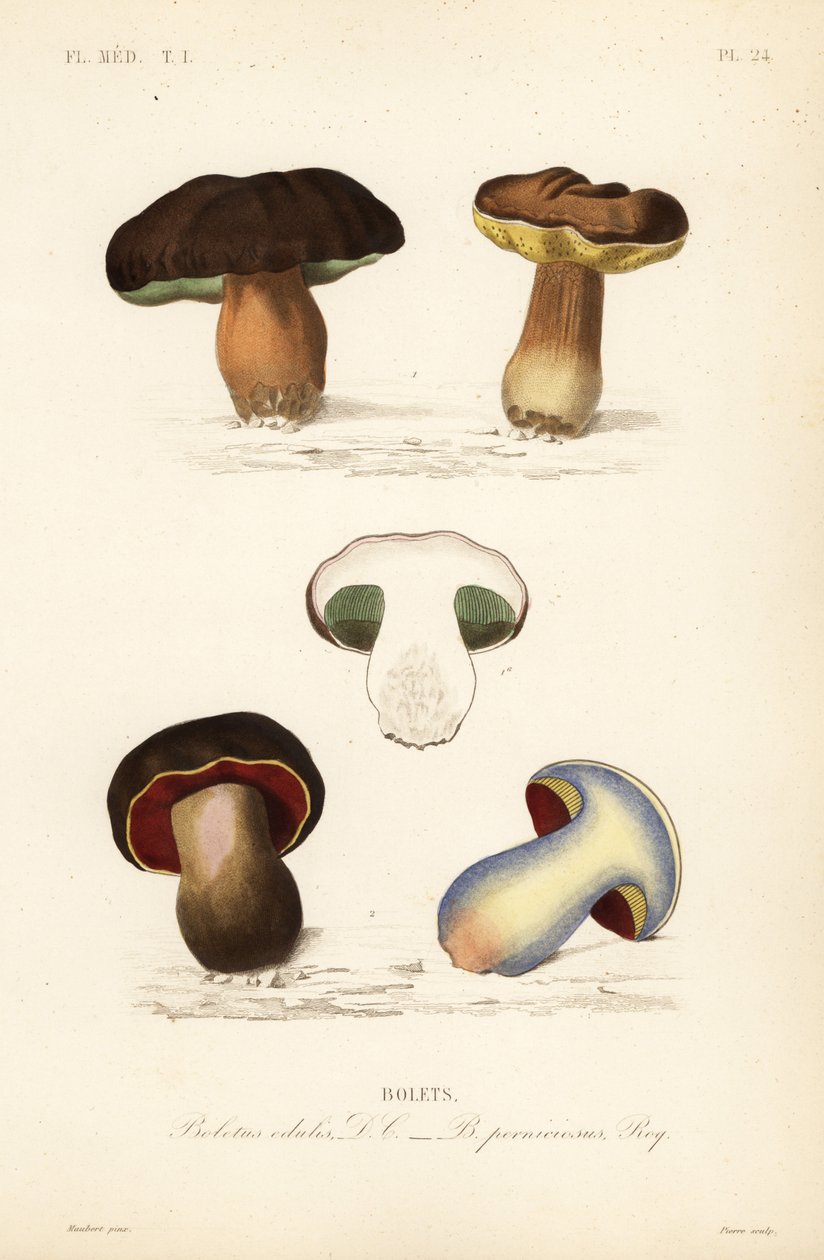 Eekhoorntjesbrood of porcini paddenstoel, Boletus edulis, en de giftige boleet, Suillellus luridus door Unbekannt
