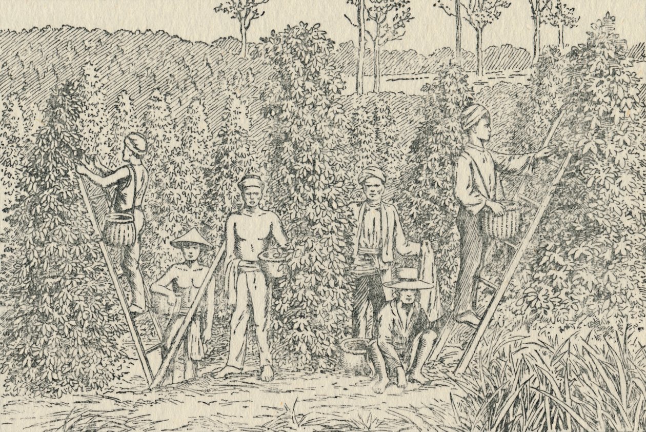 Peperplantage, 1924 door Unbekannt