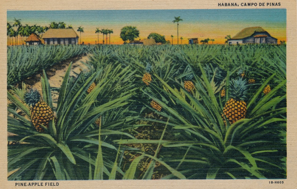 Ananasveld - Habana, Campo De Pinas, ca. 1910 door Unbekannt