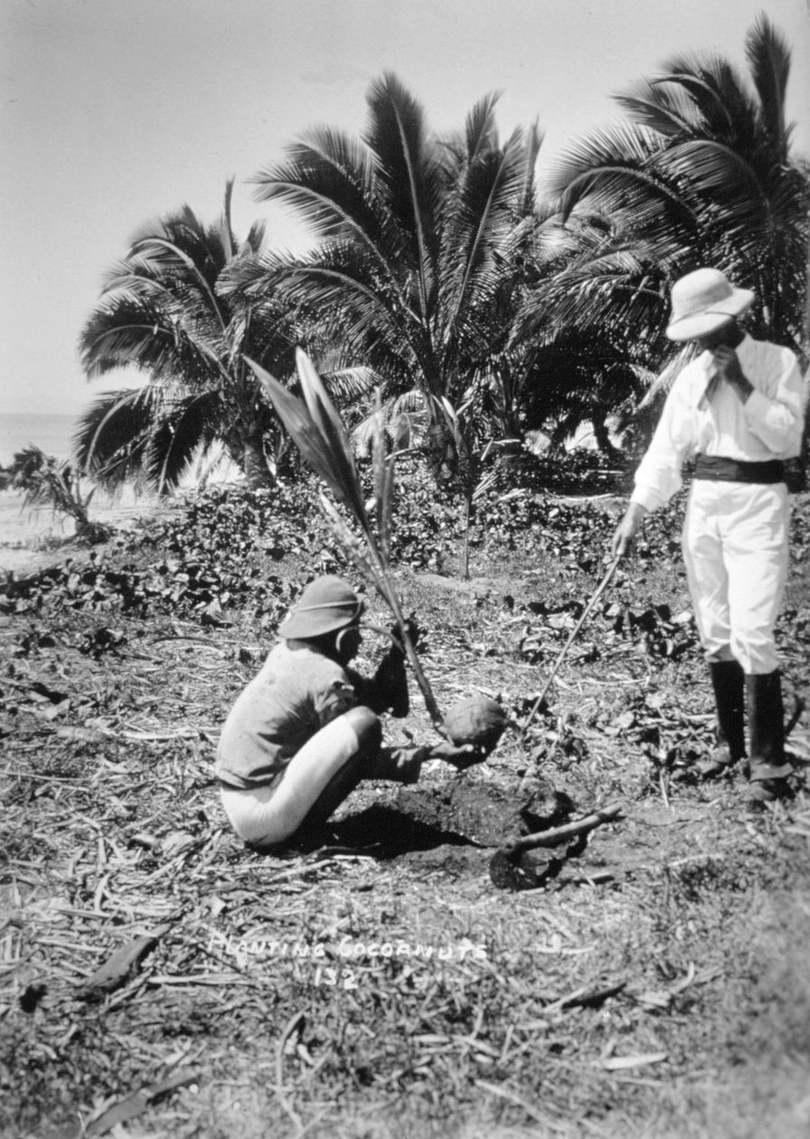 Kokospalmen planten, Solomon Island, Fiji, 1905 door Unbekannt