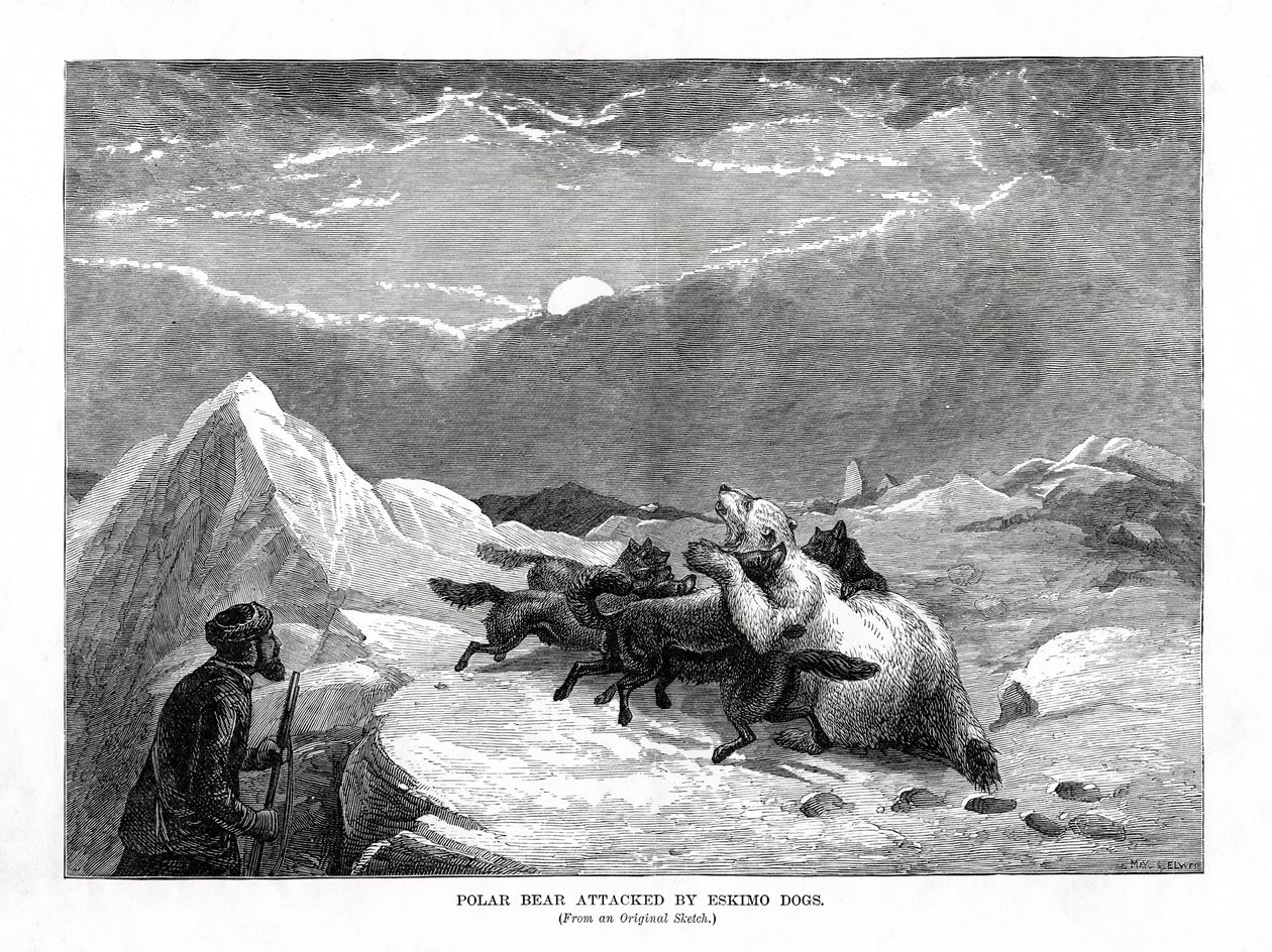 IJsbeer aangevallen door Eskimohonden, 1877 door Unbekannt