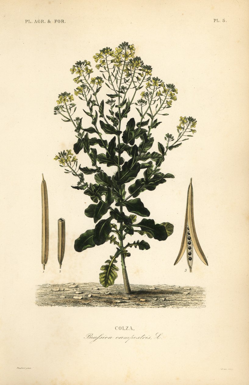 Poolse koolzaad of koolzaadolieplant, Brassica rapa, Brassica campestris, Colza door Unbekannt