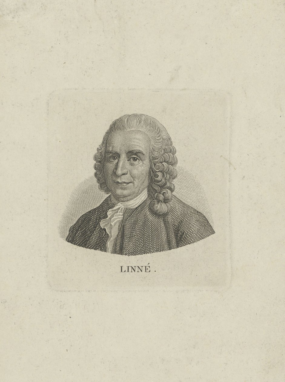 Portret van Carl Linnaeus door Unbekannt