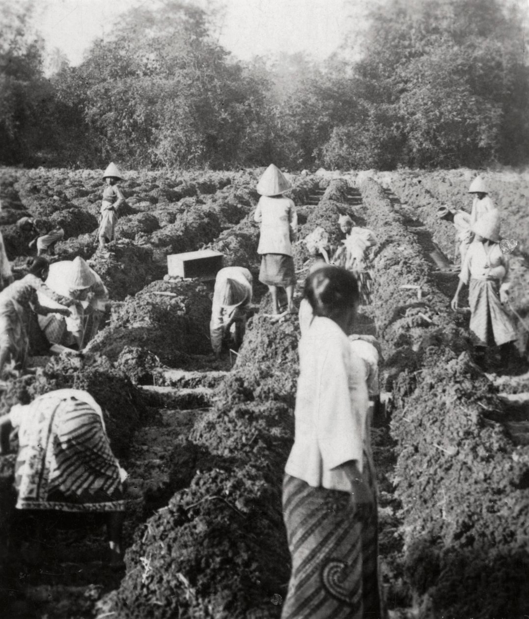 Voorbereiding van irrigatiekanalen op een suikerplantage, Java, Nederlands-Indië, 1927 door Unbekannt