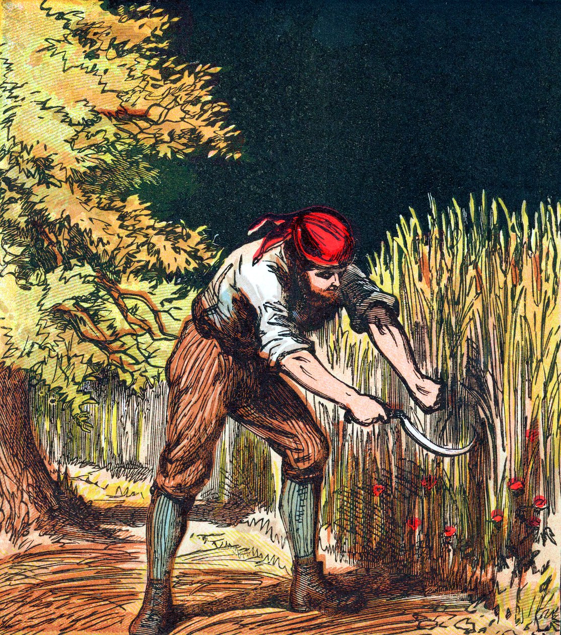 Maaier begint gewas van tarwe te snijden met een sikkel, 1867 door Unbekannt