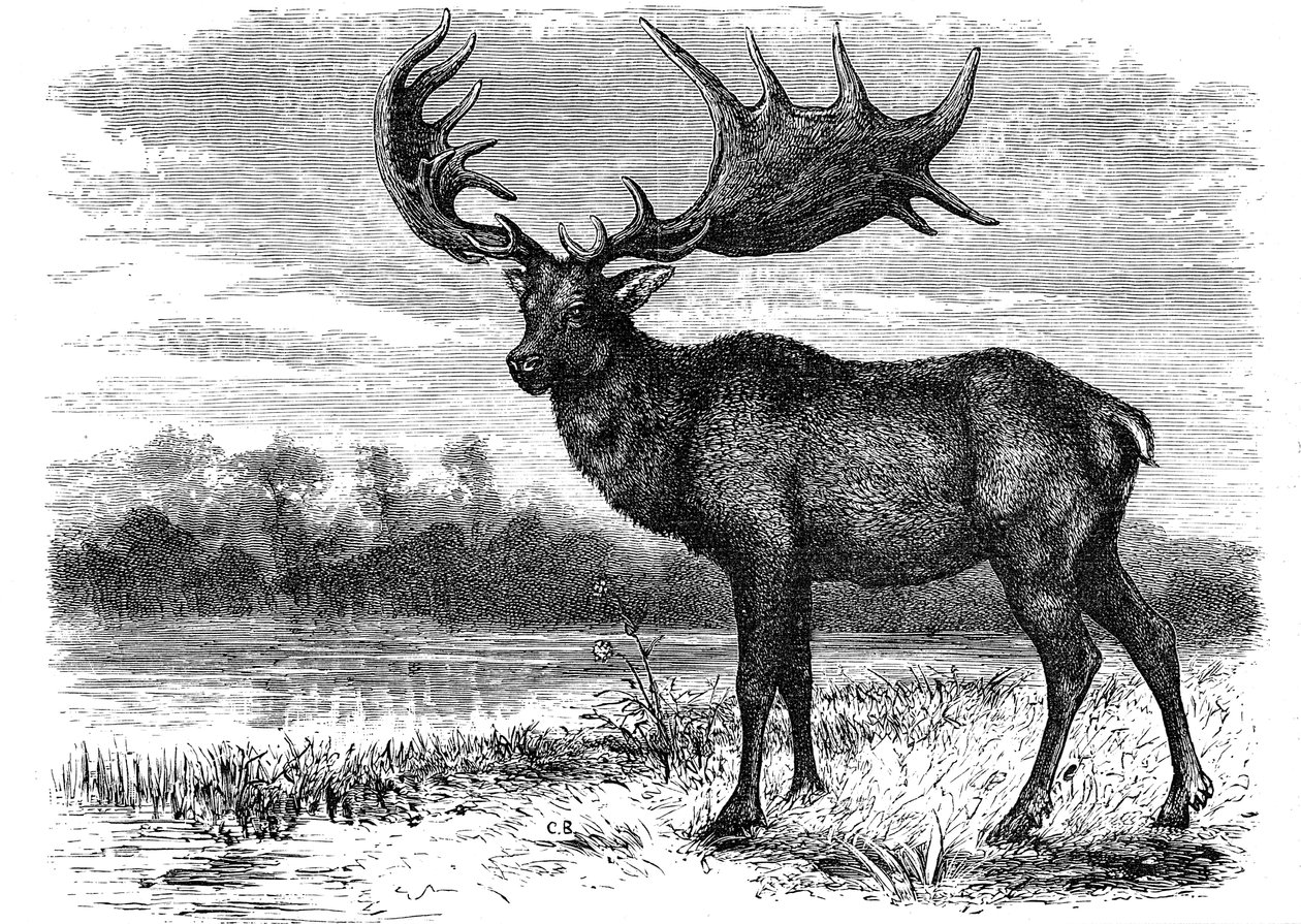 Reconstructie van de Ierse eland Megaloceros, c1880 door Unbekannt