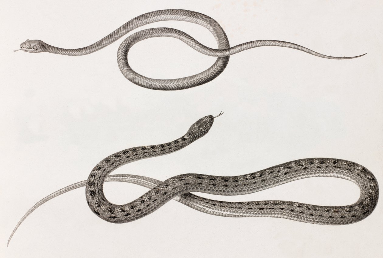 Reptielen: twee close-up afbeeldingen van illustraties van slangen door Unbekannt