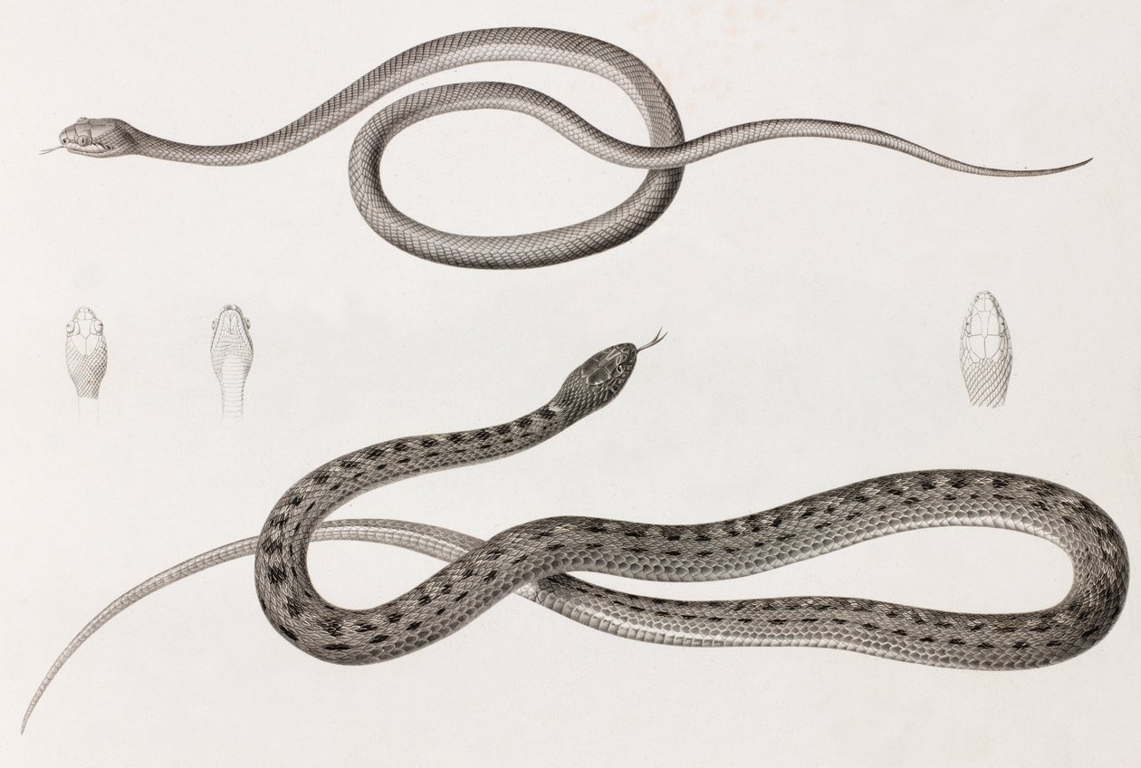 Reptielen: twee close-up afbeeldingen van illustraties van slangen door Unbekannt
