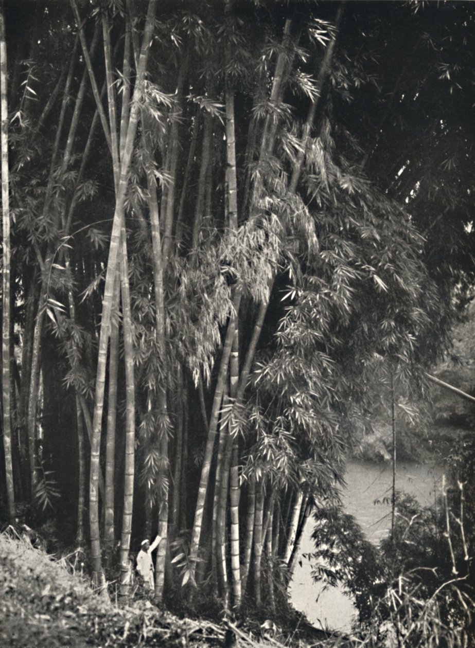 Riesenbambus Dendrocalamus giganteus in Peradeniya bij Kandy, 1926 door Unbekannt