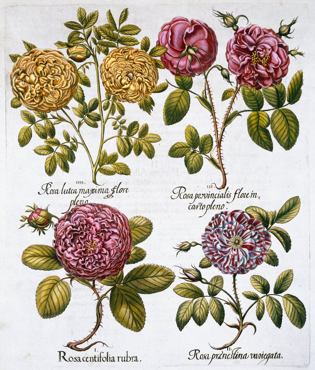 Rozen, 1613 door Unbekannt
