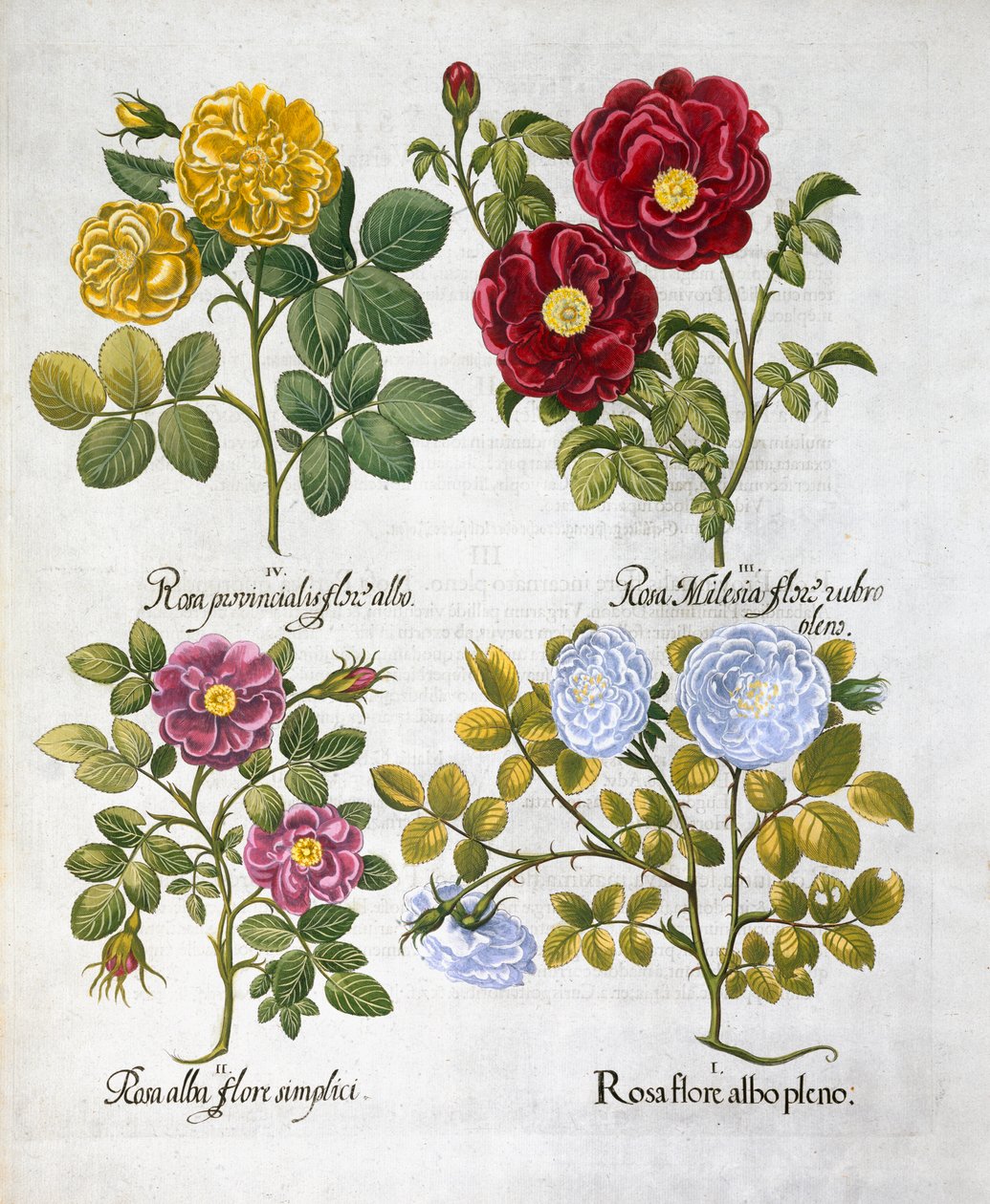 Rozen, 1613 door Unbekannt
