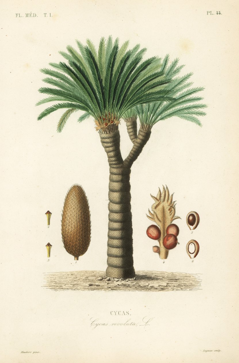 Sagopalm, Cycas revoluta door Unbekannt