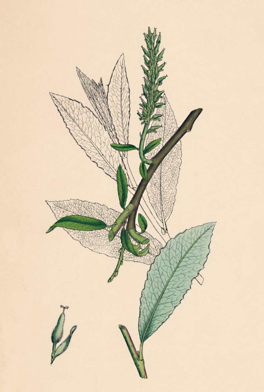 Salix phylicifolia, var. radicans. Theebladige Wilg, var. a., 19e eeuw door Unbekannt