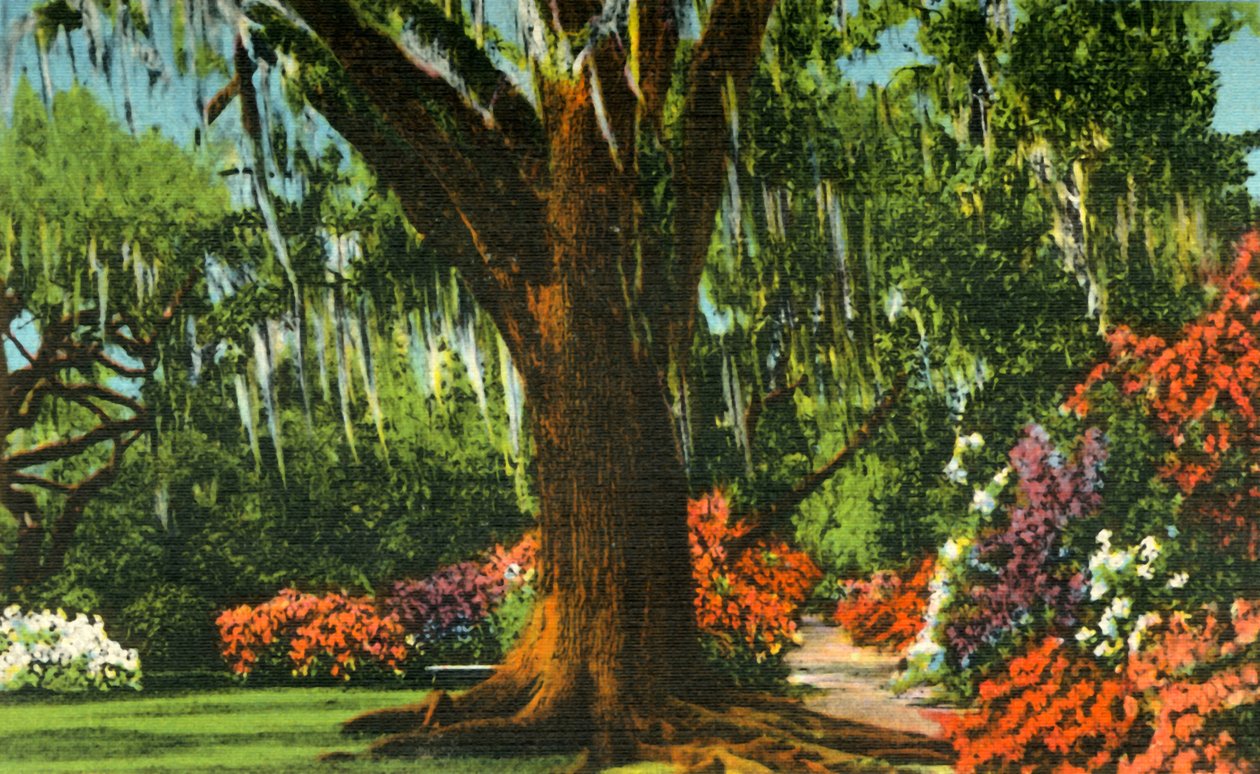 Scène in Magnolia Gardens, nabij Charleston, S.C., 1942 door Unbekannt