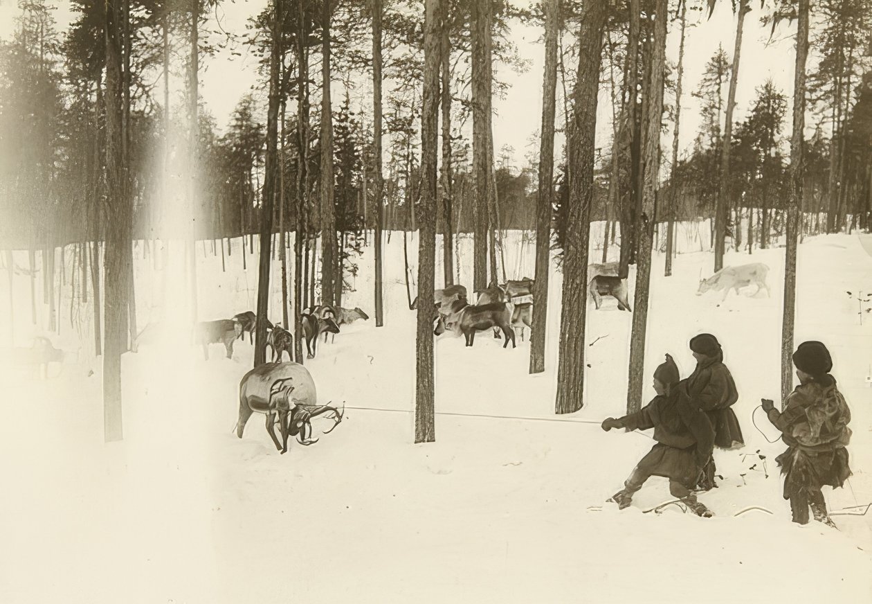 Zweden. Samen bij het vangen van een rendier. Omstreeks 1900 door Unbekannt