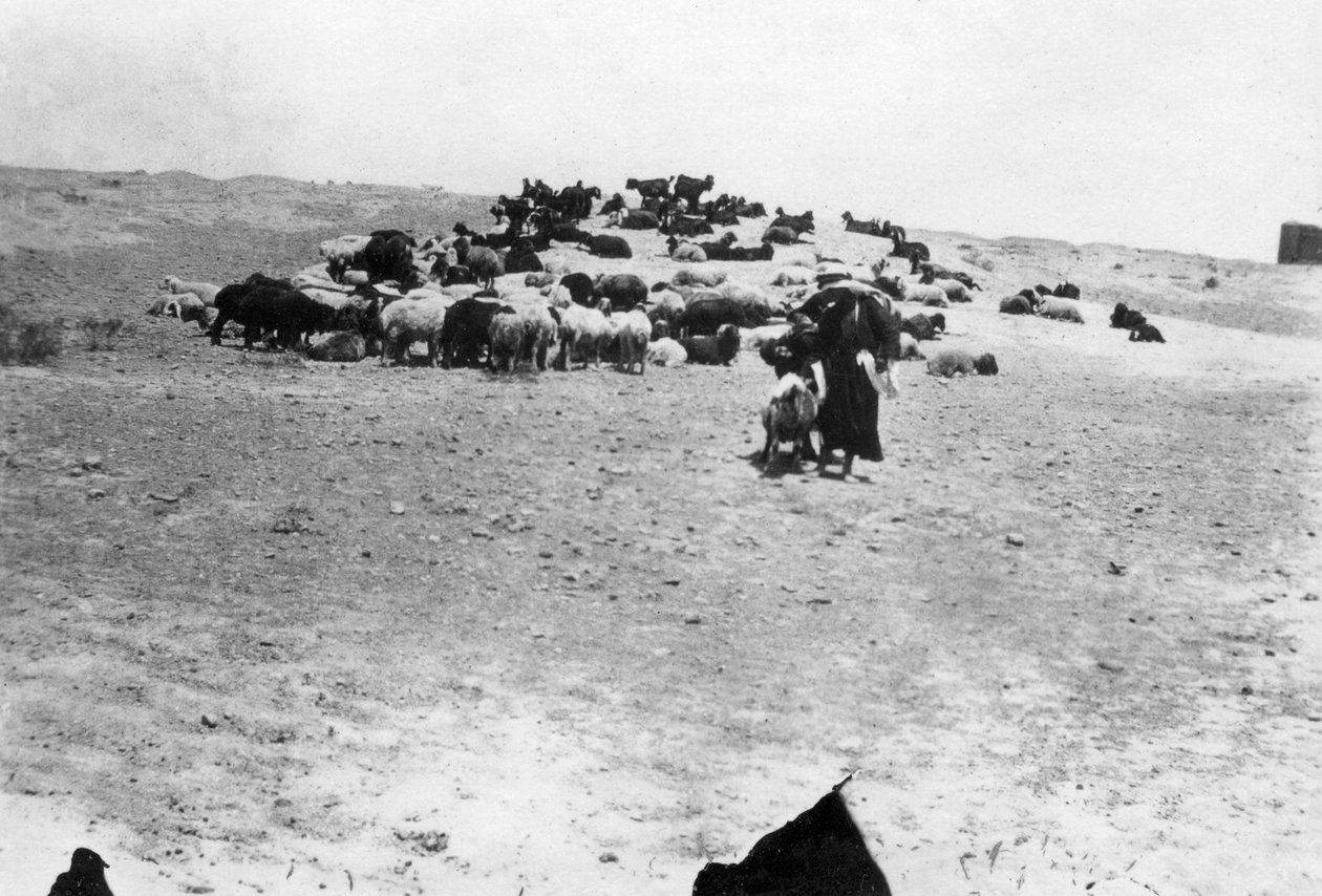 Schapen grazen buiten Samarra, Mesopotamië, 1918 door Unbekannt