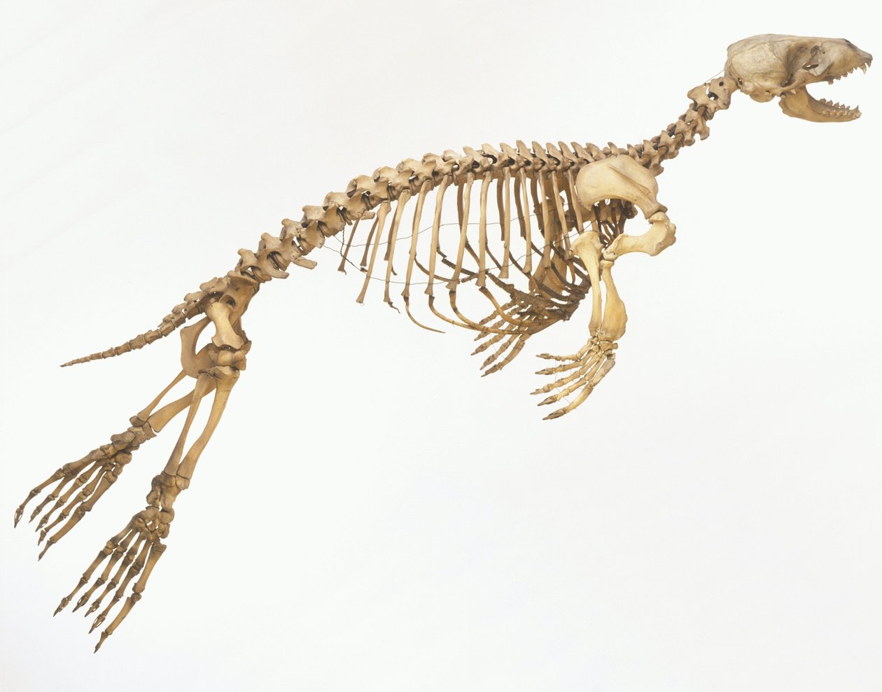 Skelet van een gewone zeehond (Phoca vitulina) 