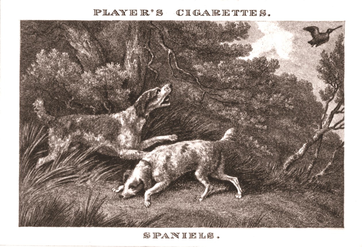 Spaniels, 1924 door Unbekannt