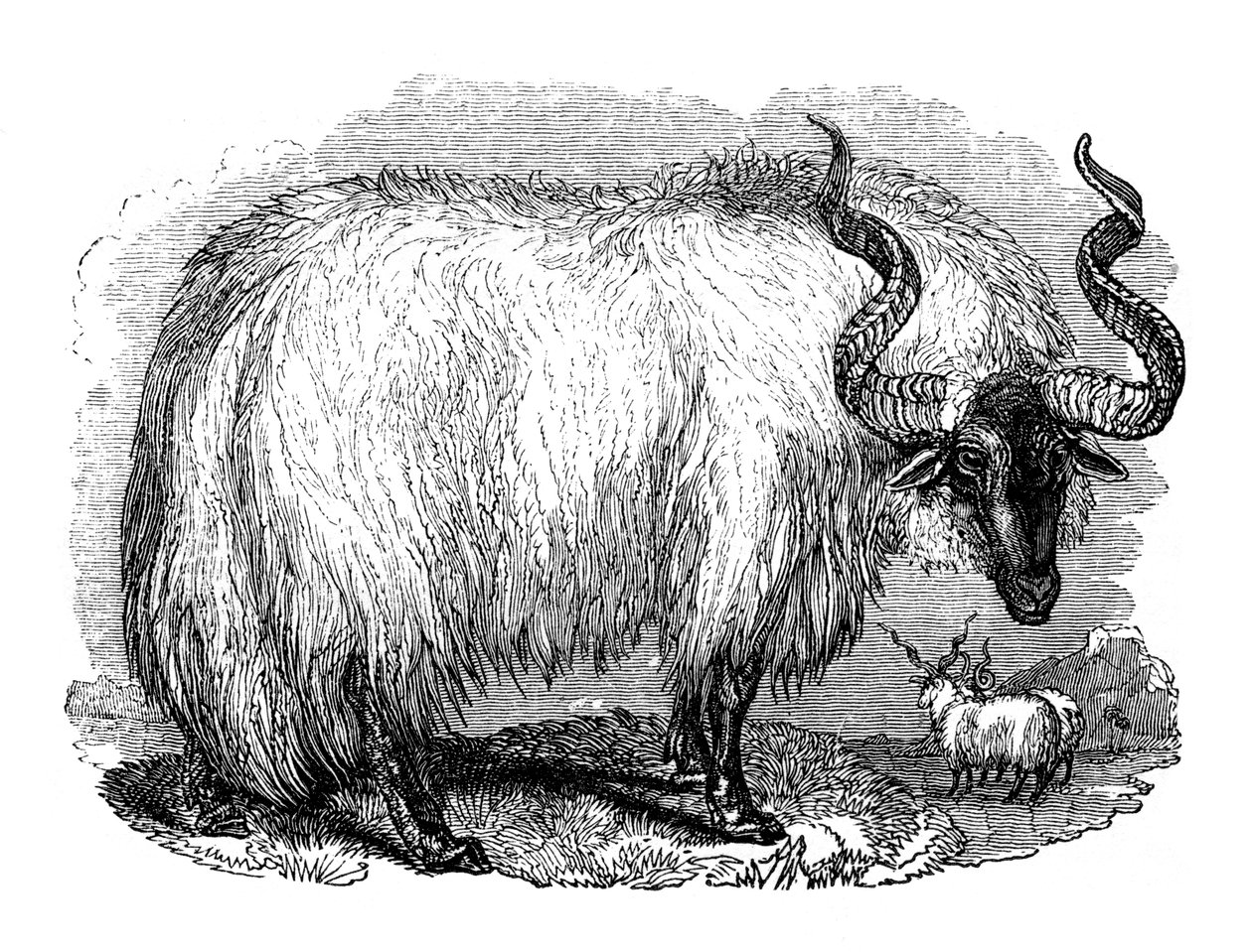 Spaanse schapen, 1848 door Unbekannt