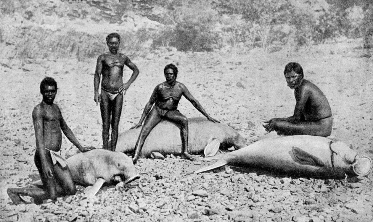 Gespietste lamantijn, noordwest Australië, 1922 door Unbekannt