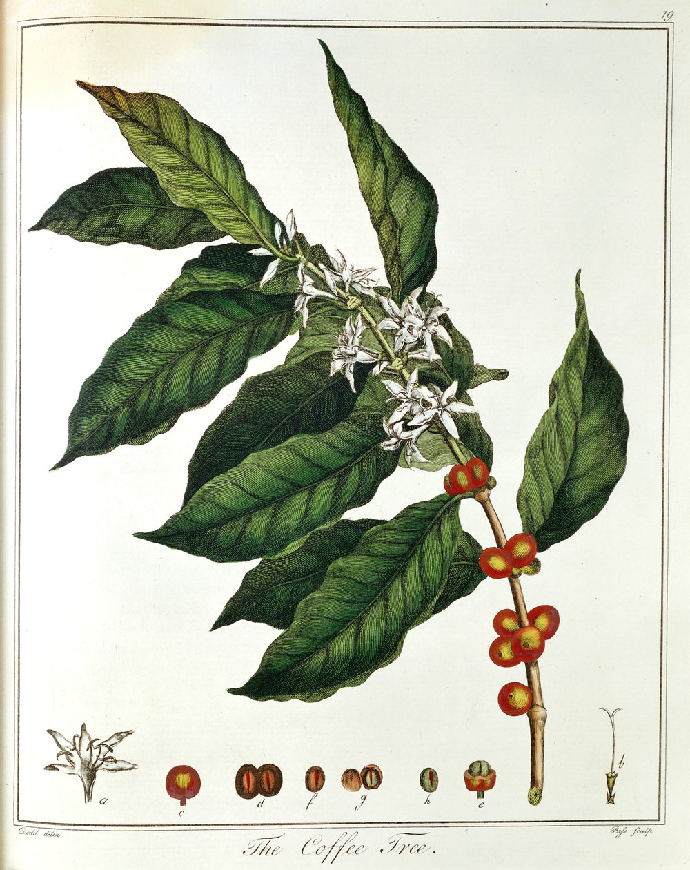 Tak van Koffie Coffea arabica met bloemen en bonen, 1798 door Unbekannt