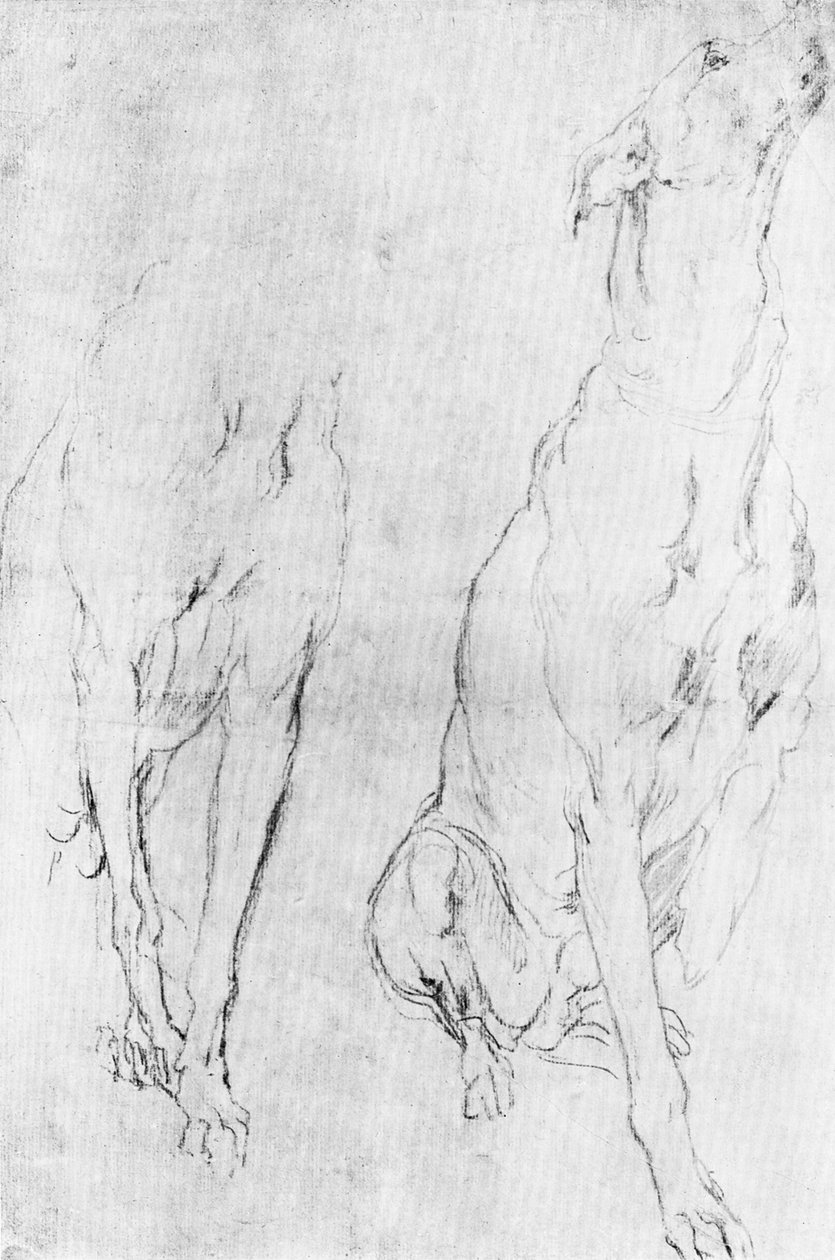 Studie voor de windhond in het portret van de Hertog van Richmond door Unbekannt