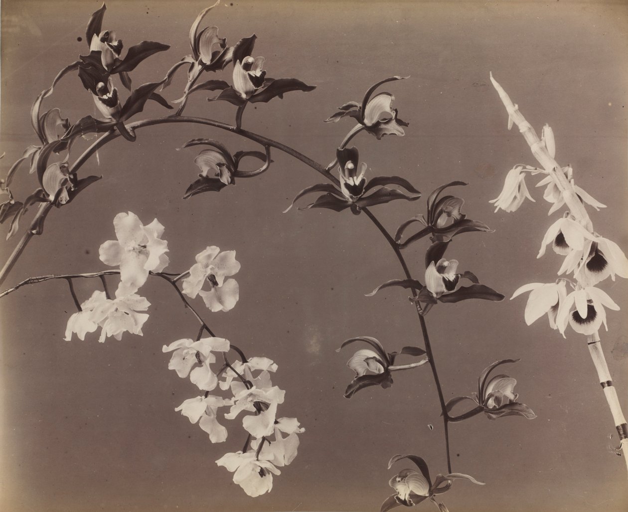 Studie van orchideeën door Unbekannt