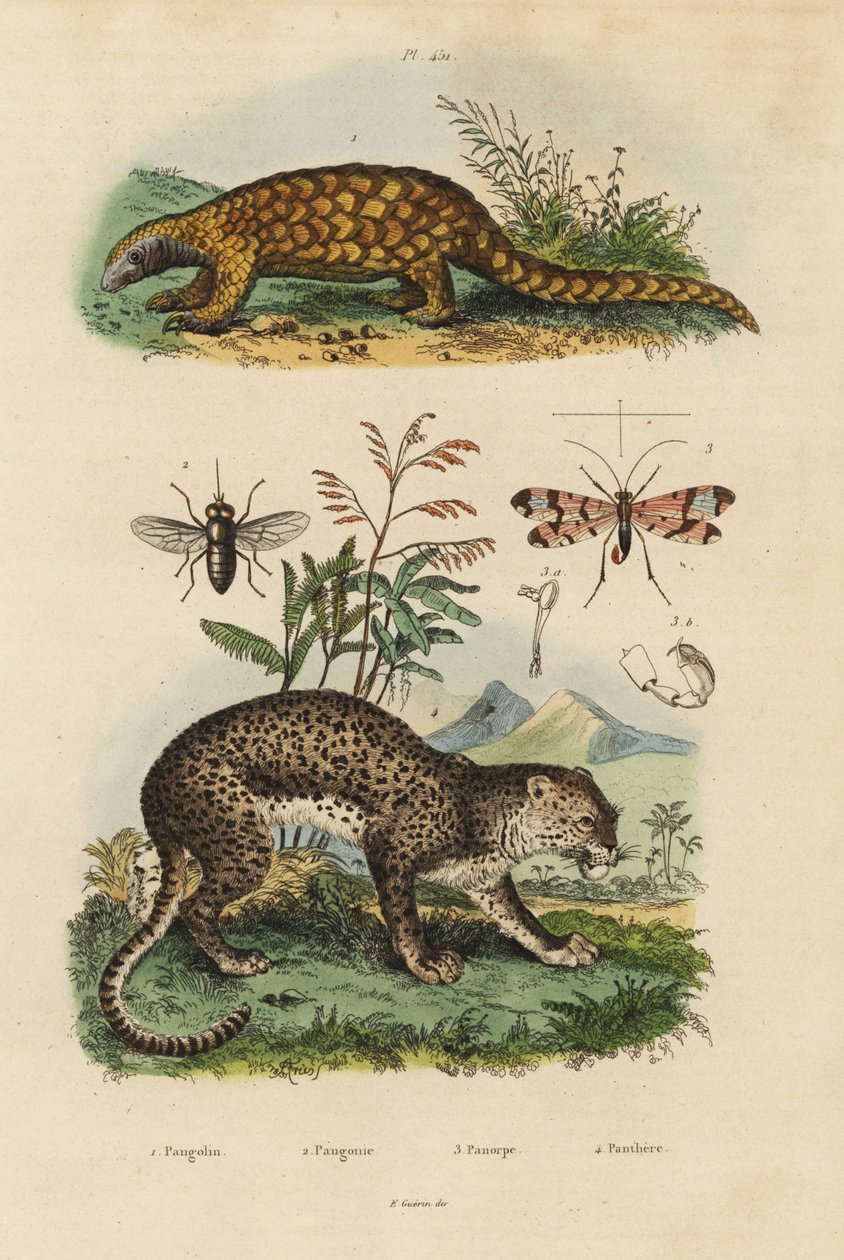 Sunda pangolin, Manis javanica, ernstig bedreigd 1, luipaard, Panthera pardus 4, daas, Tabanus rostratus 3, schorpioenvlieg, Panorpa communis 3 door Unbekannt