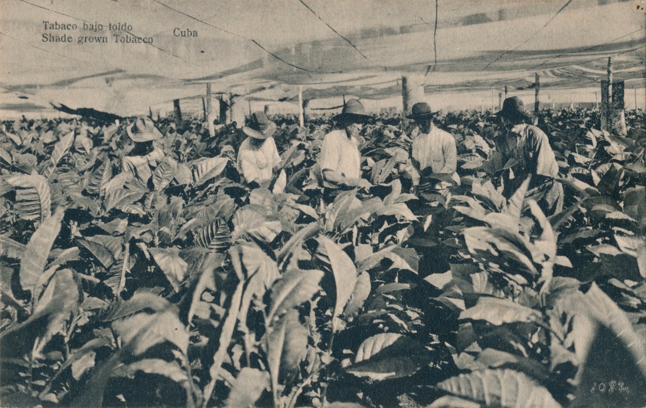 Tabaco bajo toldo. Schaduwtabak - Cuba door Unbekannt