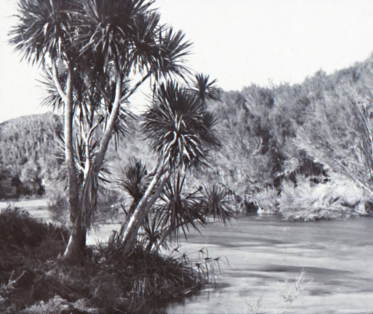 Te Waihou Rivier, Okoroire door Unbekannt