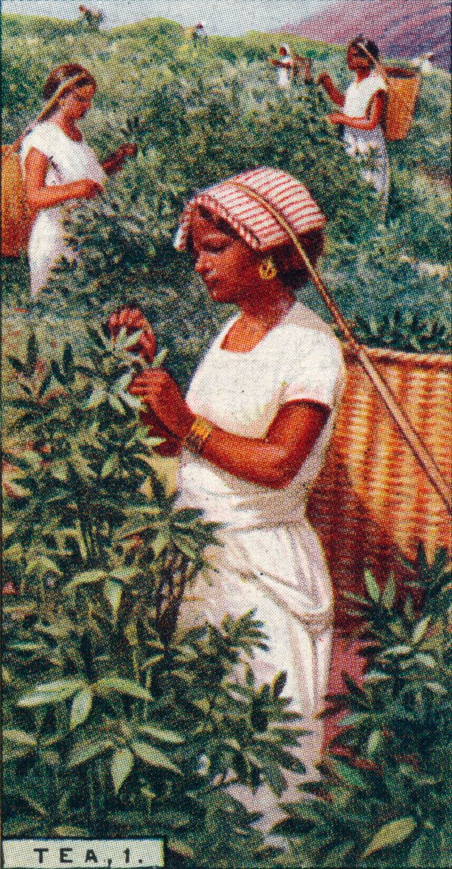 Thee, 1. - Plukken van de bladeren, Ceylon, 1928 door Unbekannt