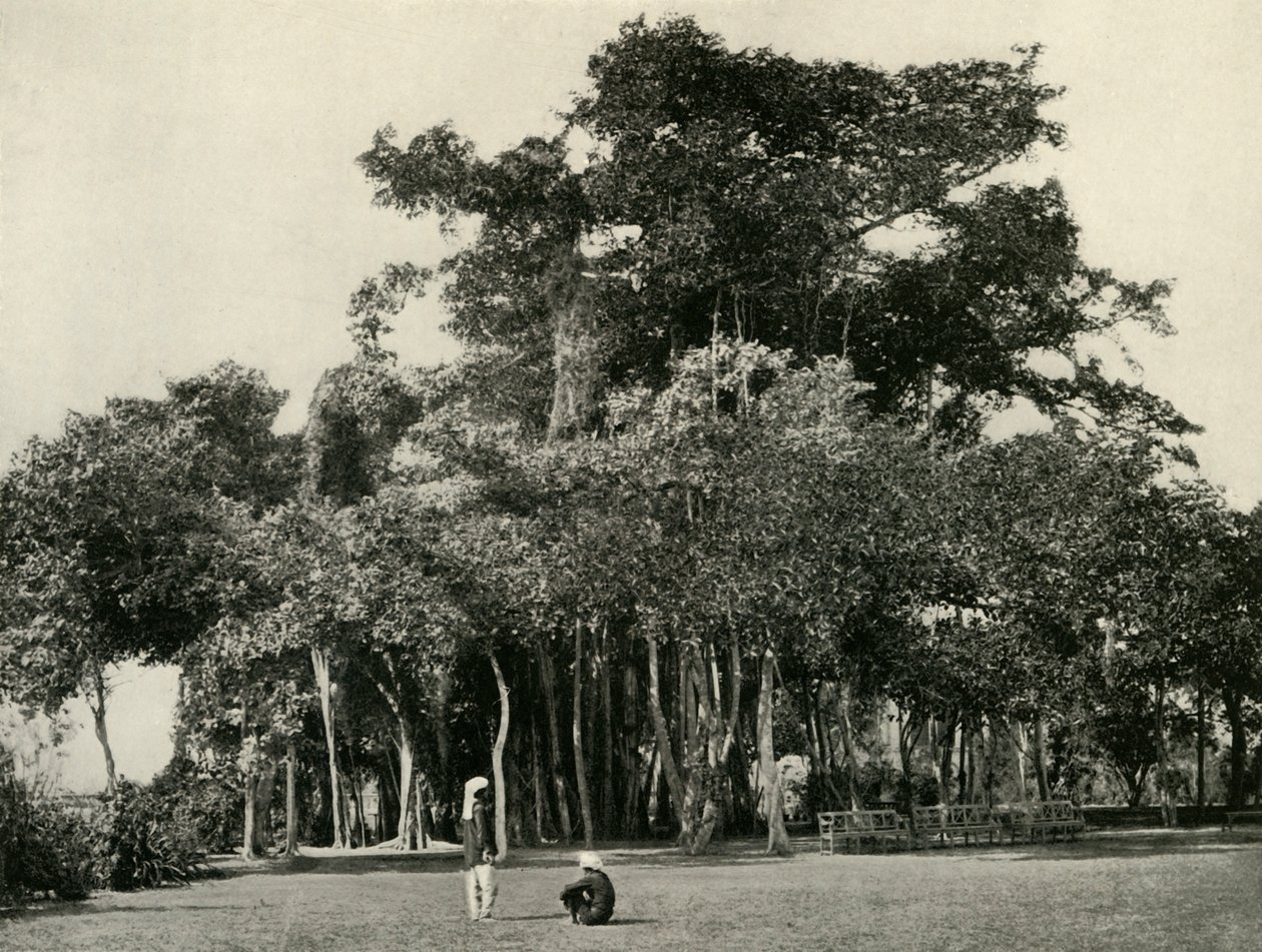 De Banyanboom, Barrackpore, 1870, 1925 door Unbekannt
