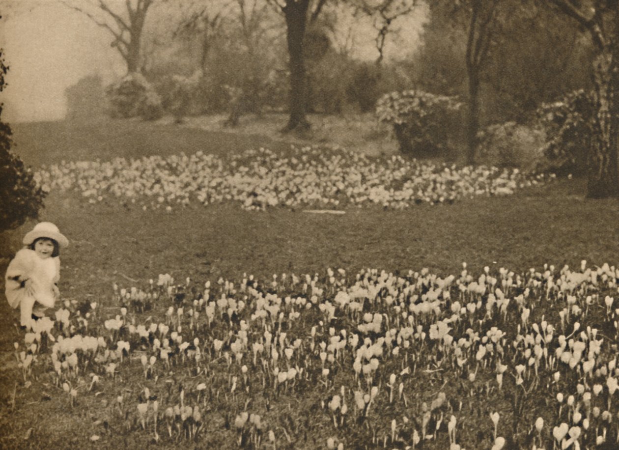 Het krokustapijt van de lente, ca. 1935 door Unbekannt