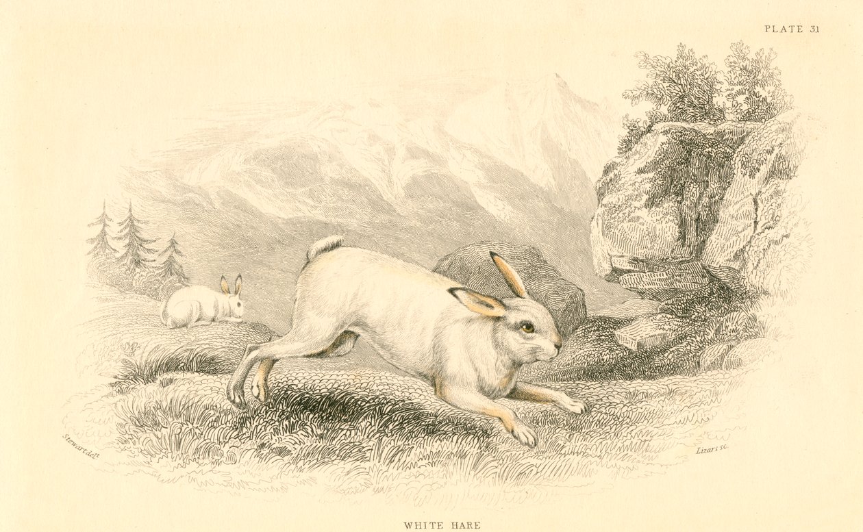 De haas Lepus europaeus door Unbekannt