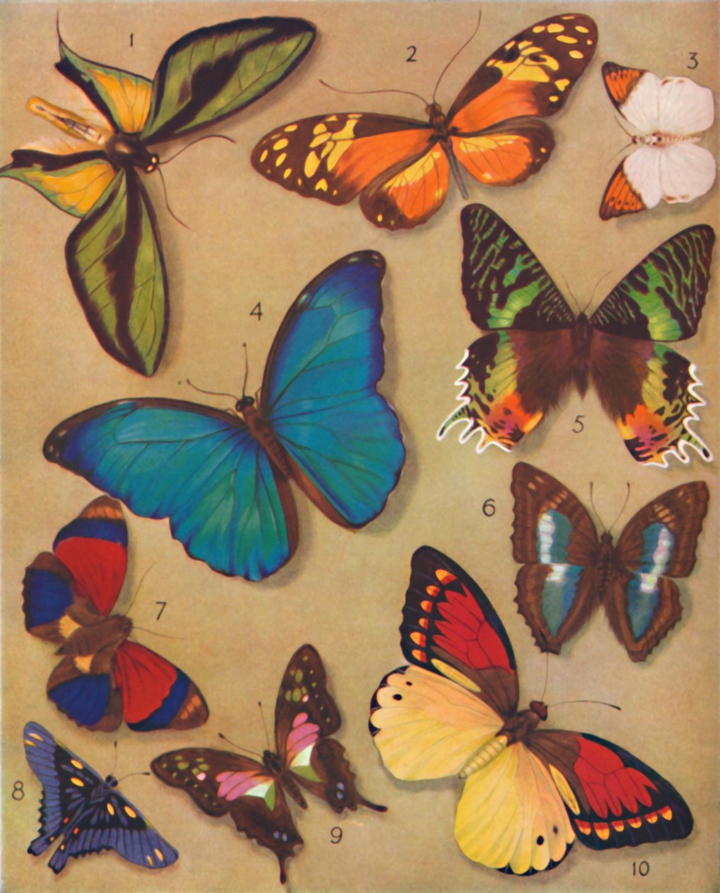 De Wonderbaarlijke Kleur van de Vlinders, 1935 door Unbekannt