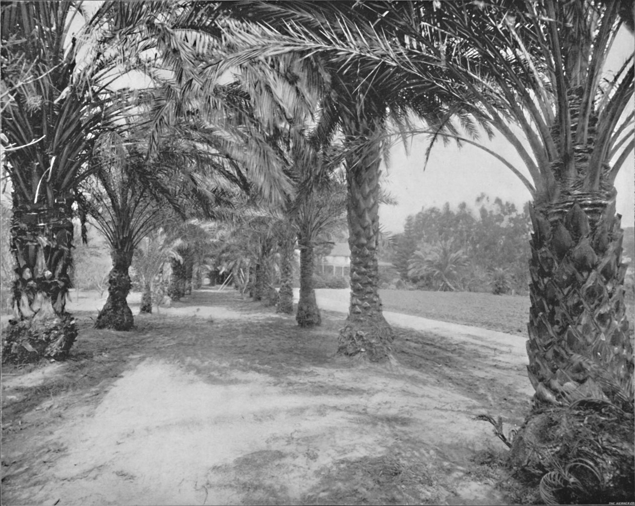 De palmen van Glenannie, Florida, 19e eeuw door Unbekannt