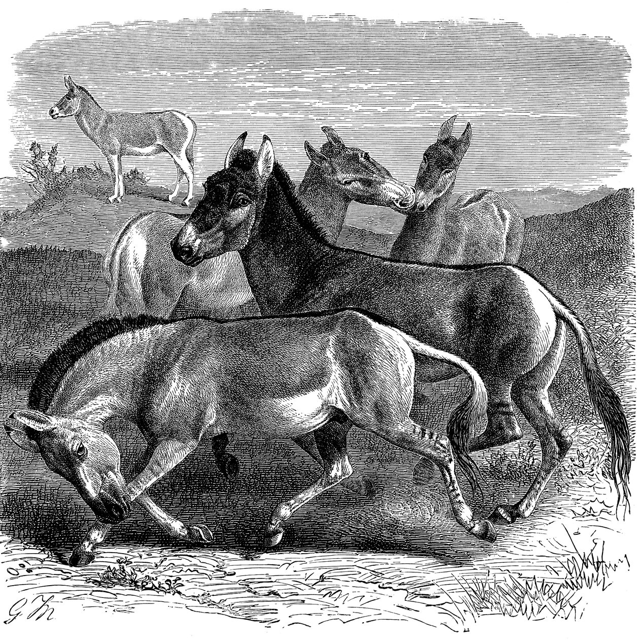 Tibetaanse wilde ezel of Kiang, 1893 door Unbekannt