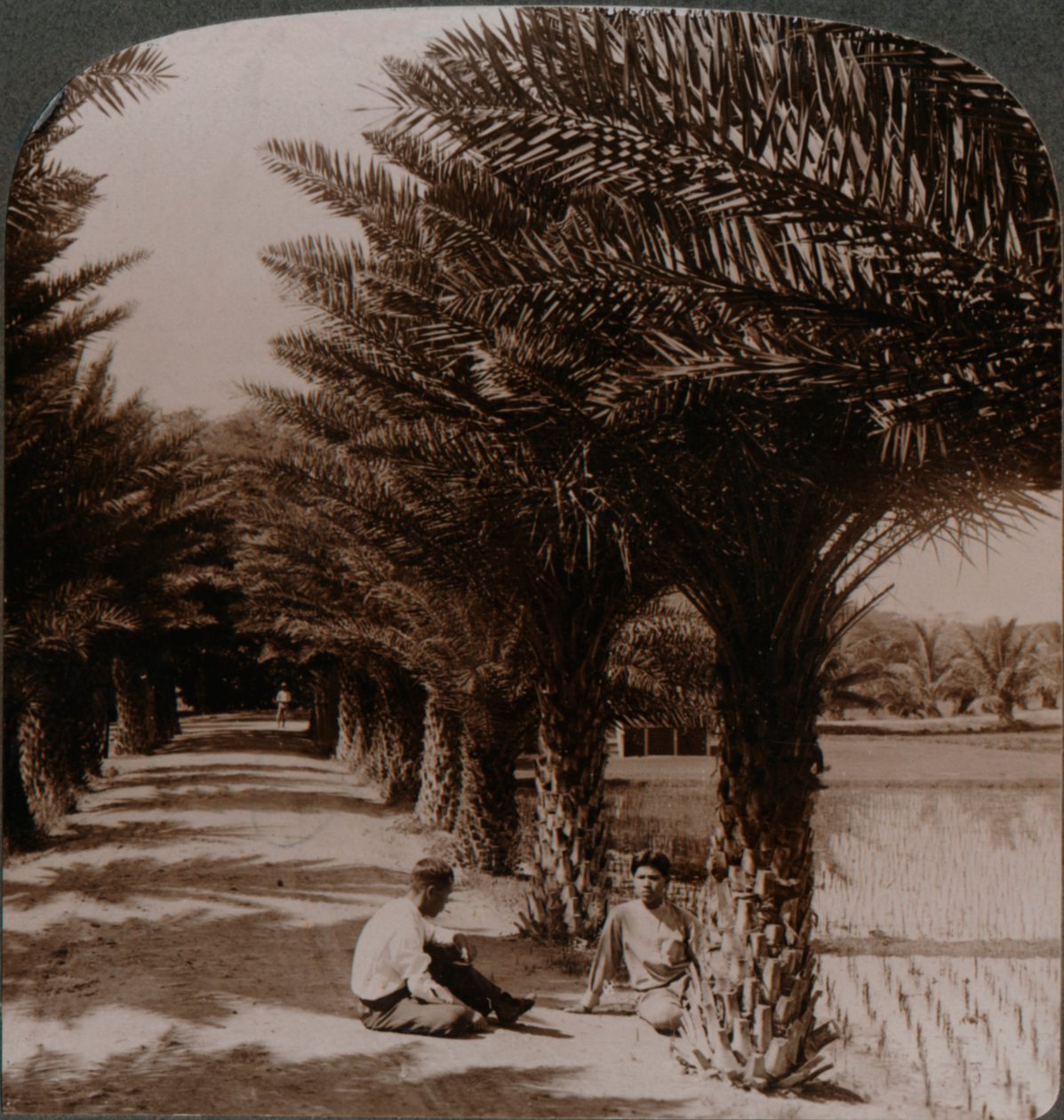 Tropische schoonheid van een laan met dadelpalmen, Moanalua nabij Honolulu, H. Is. c1900 door Unbekannt