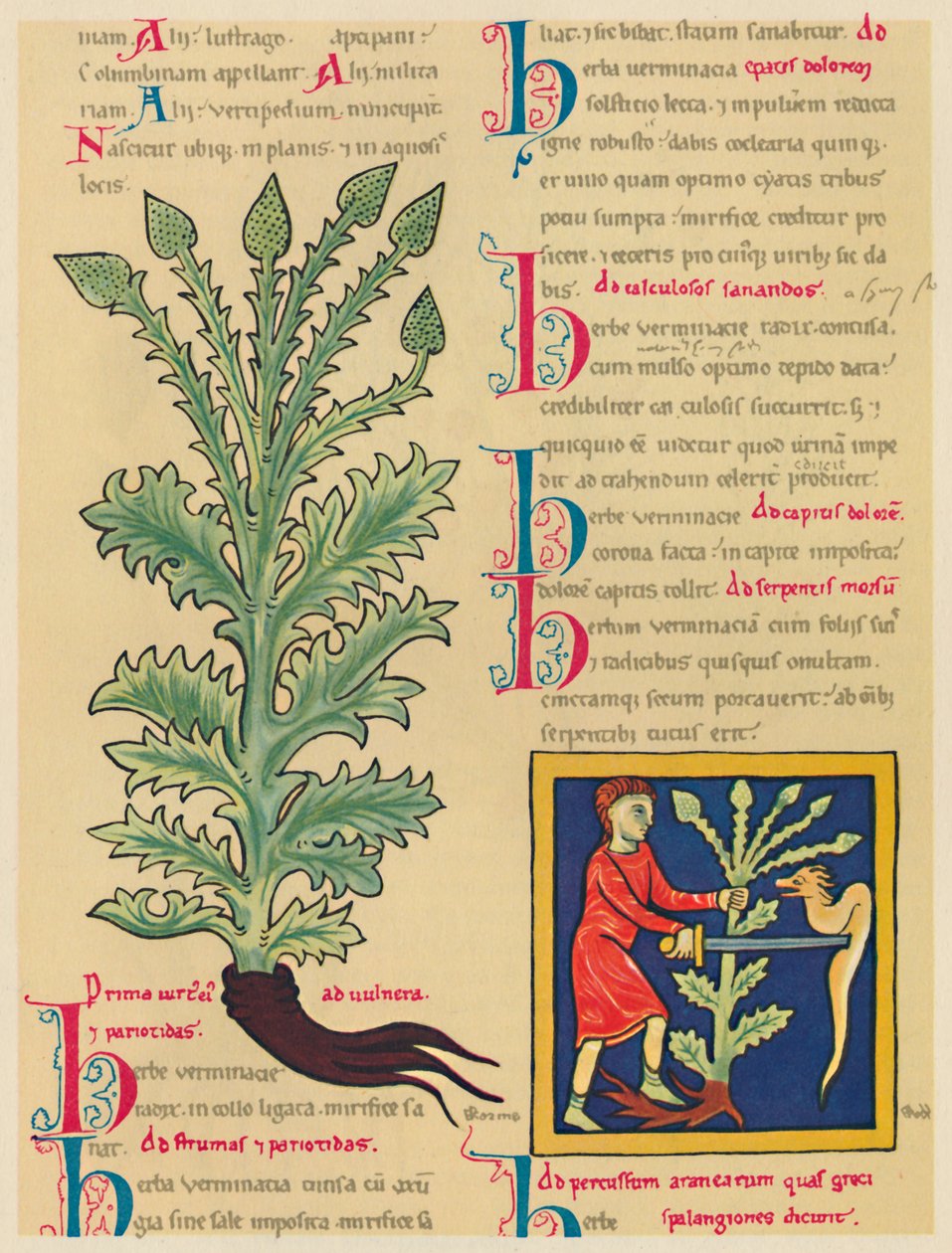Verbena of Vervain door Unbekannt