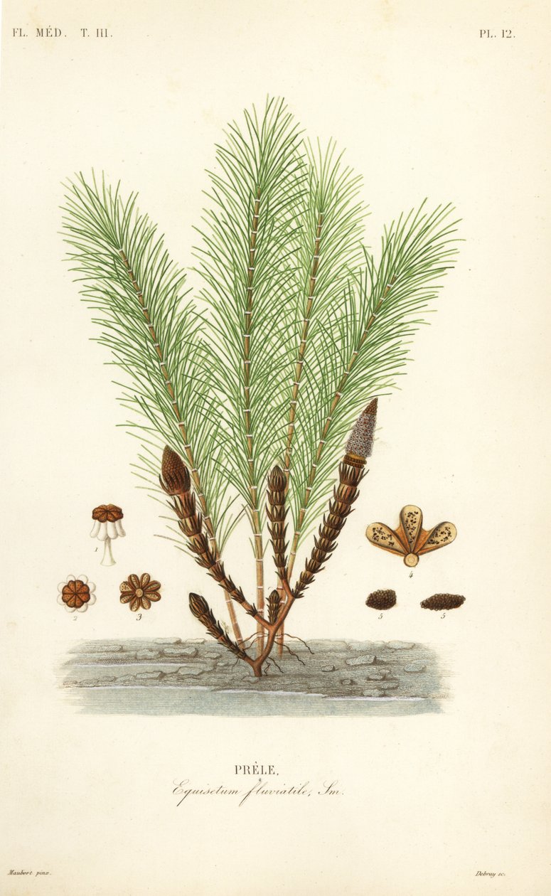 Waterpaardenstaart of moeraspaardenstaart, Equisetum fluviatile, Prele door Unbekannt