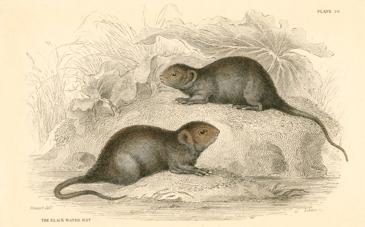 Waterspitsmuis Arvicola terrestris, ook bekend als de zwarte waterrat door Unbekannt