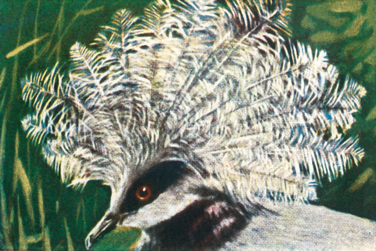 Westelijke gekroonde duif, c1928 door Unbekannt